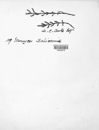 Uromyces salicorniae image